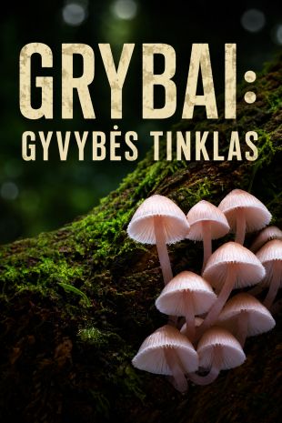 Grybai: gyvybės tinklas 3D