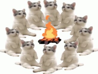 cat campfire promotion